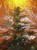 White widow 051.jpg White widow 051.jpg