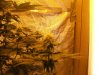 White widow 052.jpg White widow 052.jpg