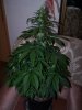 Plant 28days.jpg