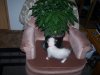 Kitty.jpg