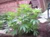 DSCN3237.jpg