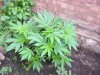DSCN3239.jpg