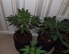 DSCF5235.jpg