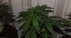DSCF5239.jpg