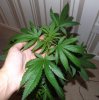 DSCF5270.jpg