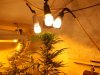 buds 4 weeks 005.jpg
