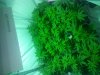 20130724_180803.jpg