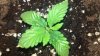 2013-07-22_13-58-48_969.jpg 2013-07-22_13-58-48_969.jpg