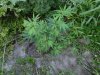 IMG-20130715-00554.jpg