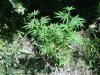 IMG-20130724-00585.jpg