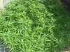 P7100031.jpg
