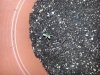 Dying mj plants.jpg