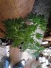 Sour Blueberry. flowering 07-25.jpg