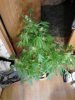 Royal Queen breed with Bubblegum male. flowering 07-25.jpg