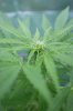 06-19-2013_Berry_3.jpg 06-19-2013_Berry_3.jpg