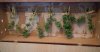 07-21-2013_Berry_harvest_2.jpg 07-21-2013_Berry_harvest_2.jpg