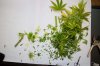 07-21-2013_Berry_harvest_4.jpg 07-21-2013_Berry_harvest_4.jpg