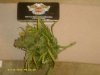 G-13 Pineapple Express 007.jpg G-13 Pineapple Express 007.jpg