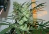 0725_2g_zps40360293.jpg