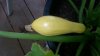 Squash3.jpg