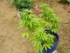 kandykush_zpsb6be6628.jpg
