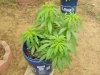 bluecheese_zpsfbf9c63c.jpg bluecheese_zpsfbf9c63c.jpg
