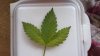 my pictures 010.jpg