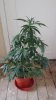 my pictures 012.jpg
