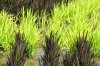 Tanbo-Art-Giant-Illustrations-Rice-Fields-Japan-7.jpg