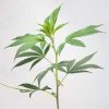 GSC CLONE BPG.jpg