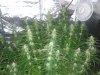 20130729_195001.jpg