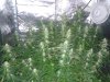 20130729_194815.jpg