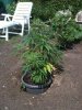 plantz 003.jpg