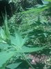 IMG_20130729_130449.jpg