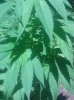 IMG_20130729_130525.jpg