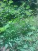 IMG_20130729_130533.jpg