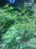 IMG_20130729_130540.jpg