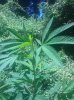 IMG_20130729_130547.jpg