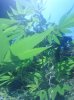 IMG_20130729_130608.jpg