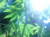 IMG_20130729_130617.jpg