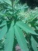 IMG_20130729_130627.jpg