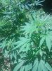 IMG_20130729_130654.jpg