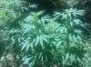 IMG_20130729_130727.jpg