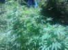 IMG_20130729_130733.jpg