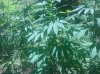 IMG_20130729_130737.jpg