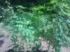 IMG_20130729_130745.jpg