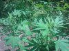 IMG_20130729_130751.jpg