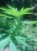 IMG_20130729_130758.jpg