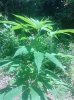 IMG_20130729_130802.jpg
