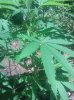 IMG_20130729_130807.jpg